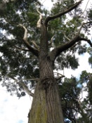 Eucalyptus Tree  Eucalyptus Tree